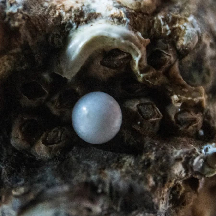Natural Pearl (Moti)